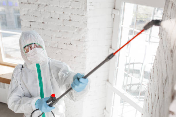 Best Mold removal after water damage  in Edwardsvle, IL