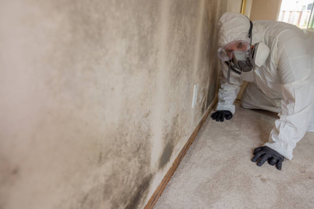 Best Carpet water damage restoration  in Edwardsvle, IL